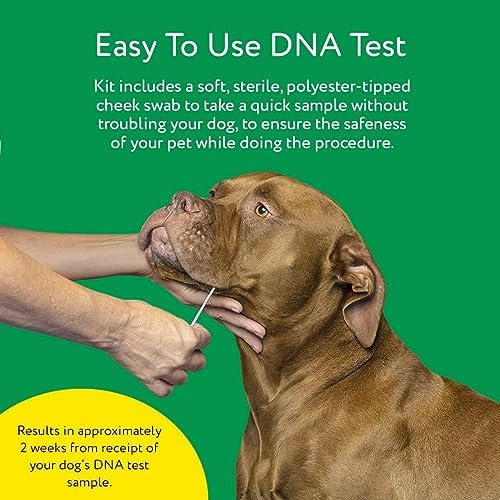 Dna My Dog Essential Test pinegardens